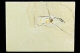 Unidentified Cretaceous Fossil Soft Bodied Cephalopod - Lebanon #124018-1